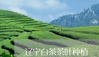 辽宁白茶茶叶种植/2023071289402