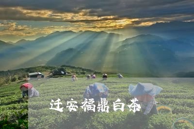 迁安福鼎白茶/2023052527371