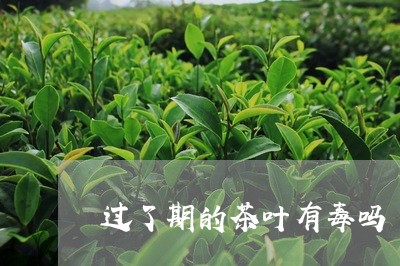 过了期的茶叶有毒吗/2023042535169