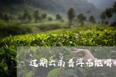 过期云南普洱茶能喝吗/2023073183947