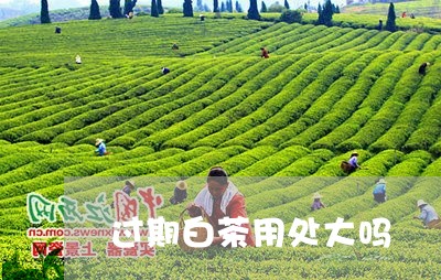 过期白茶用处大吗/2023071351525