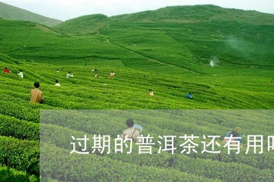 过期的普洱茶还有用吗/2023062935149