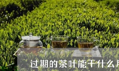 过期的茶叶能干什么用/2023071646059