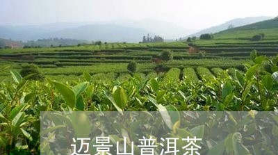 迈景山普洱茶/2023042785004