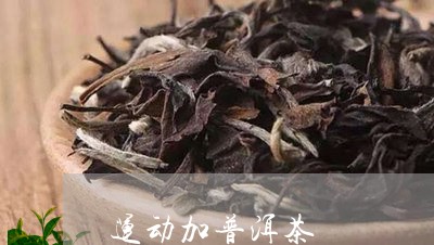 运动加普洱茶/2023091342704