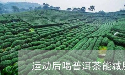 运动后喝普洱茶能减肥/2023062007260