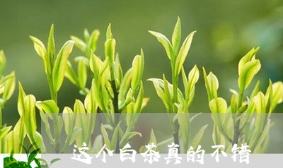 这个白茶真的不错/2023071320491