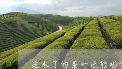 进水了的茶叶还能喝吗/2023092310383