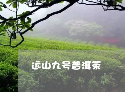 远山九号普洱茶/2023112614250