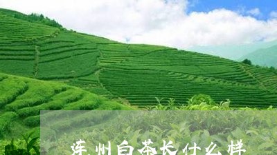 连州白茶长什么样/2023071390373