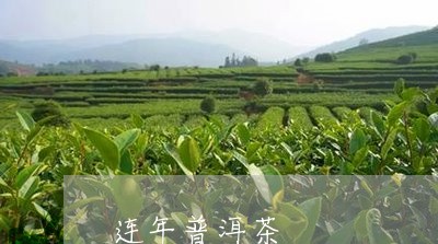 连年普洱茶/2023090645948