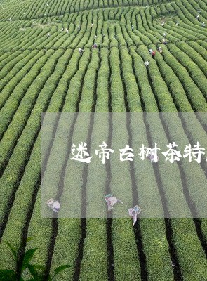 迷帝古树茶特点南茗佳/2023092149571