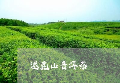 迷鹿山普洱茶/2023042842581