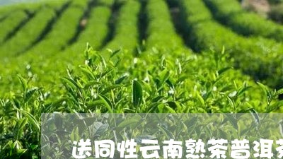 送同性云南熟茶普洱茶/2023100753616