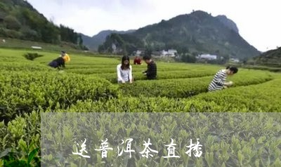 送普洱茶直播/2023042825744