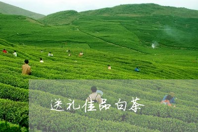 送礼佳品白茶/2023052519793