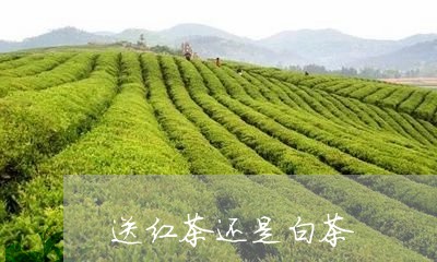 送红茶还是白茶/2023061168615