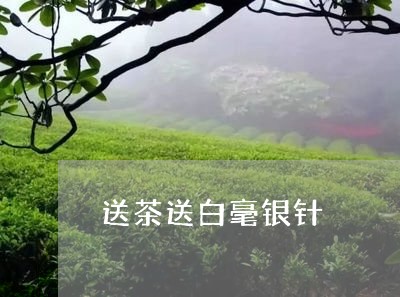 送茶送白毫银针/2023112400473