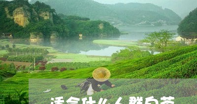 适合什么人群白茶/2023071391027