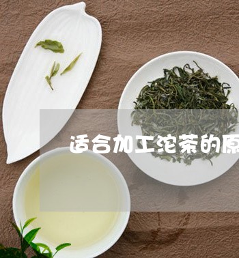 适合加工沱茶的原料茶为什么茶/2023053162814