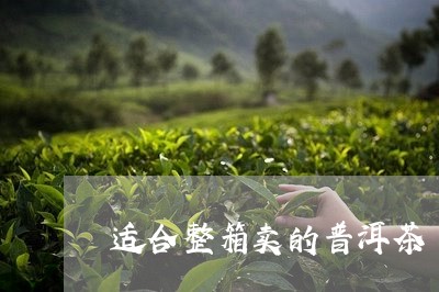 适合整箱卖的普洱茶/2023120523248