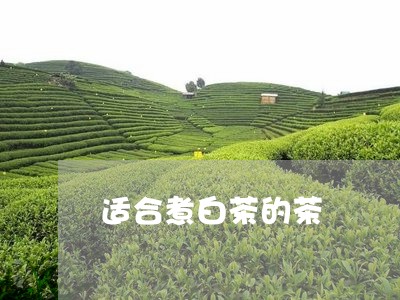 适合煮白茶的茶/2023061109481