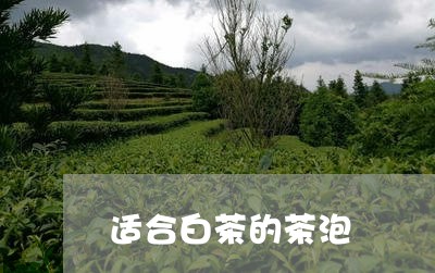 适合白茶的茶泡/2023111506168