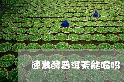 速发酵普洱茶能喝吗/2023120558362