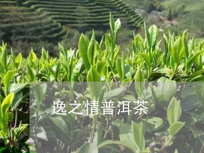 逸之情普洱茶/2023042690787