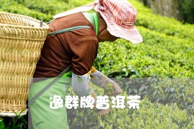 逸群牌普洱茶/2023042663713