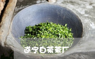 遂宁白茶茶厂/2023052461393