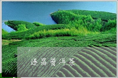 遂昌普洱茶/2023090576380