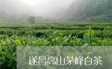 遂昌高山茅峰白茶/2023071304139