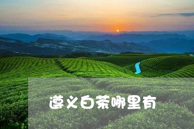 遵义白茶哪里有/2023061103147