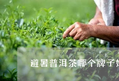 避暑普洱茶哪个牌子好/2023062924137