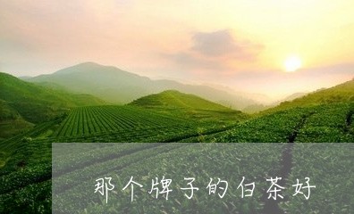 那个牌子的白茶好/2023071303626