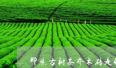 那焦古树茶乔木砖是什么茶/2023051240272