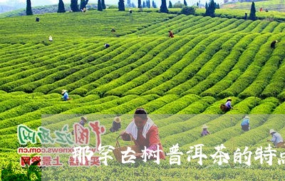 那罕古树普洱茶的特点/2023072225161