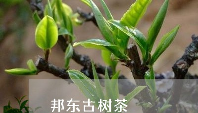 邦东古树茶/2023041881897