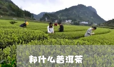 邦什么普洱茶/2023042986779