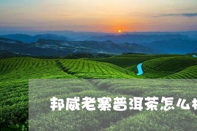 邦威老寨普洱茶怎么样/2023110828460