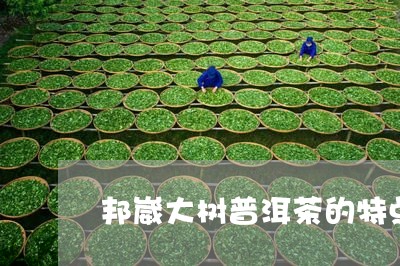 邦崴大树普洱茶的特点/2023110866158