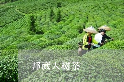 邦崴大树茶/2023090204140