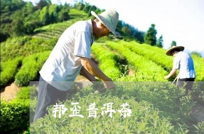 邦歪普洱茶/2023090516361