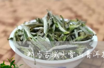 邦马古域大雪山普洱茶/2023092695180