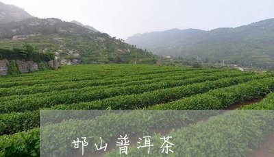 邯山普洱茶/2023090652048