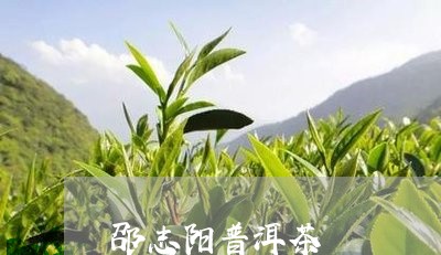 邵志阳普洱茶/2023042580022