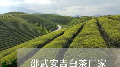 邵武安吉白茶厂家/2023071308393