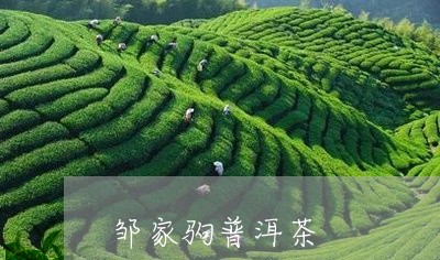 邹家驹普洱茶/2023042986478