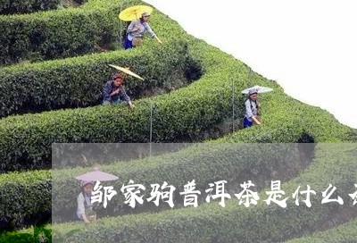 邹家驹普洱茶是什么茶/2023100689594